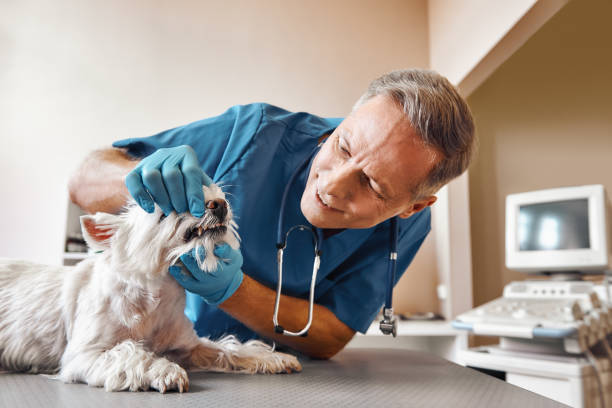 Best Emergency Dentist for Lost Fillings or Crowns in Driggs, ID
